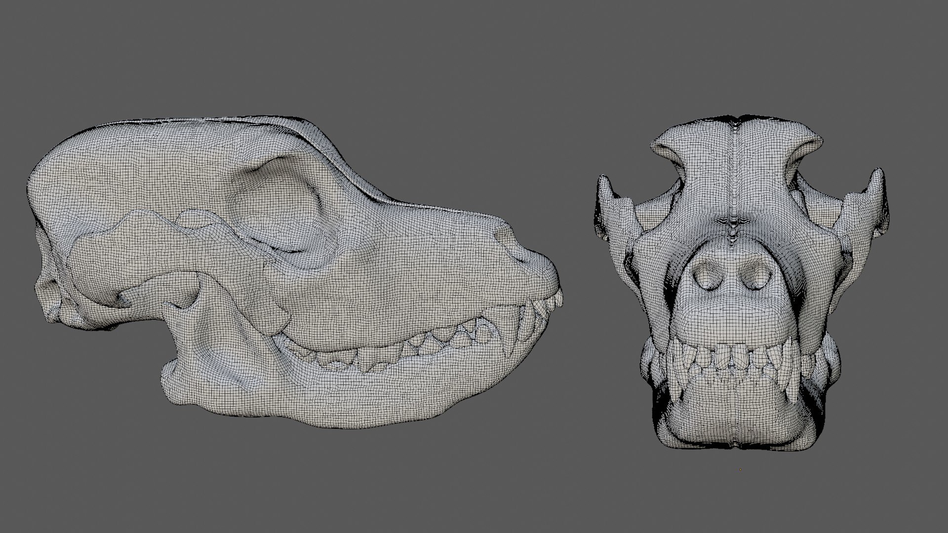 Dog Skull 3D model https://p.turbosquid.com/ts-thumb/7f/gXlUNn/5V/22/jpg/1629290171/1920x1080/fit_q87/cf162e9a5c1cbe740dcff9e94ec68911860c262d/22.jpg