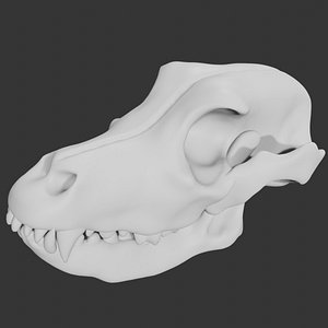 Dog Skull 3D model