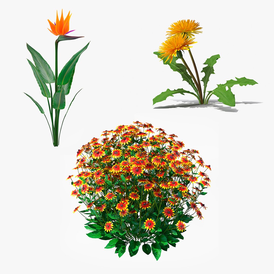Flowering Plants Collection 3D model preview
