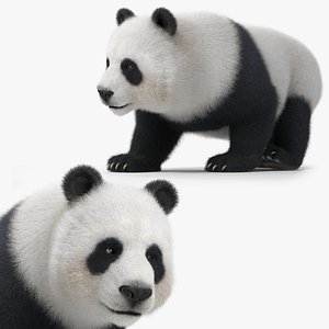 Download Free & Premium Walk Bear 3D Models | TurboSquid