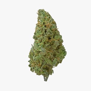 cannabis bud stardawg model