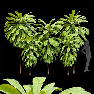 3D Broad Leaved Palm Lily Cordyline Petiolaris
