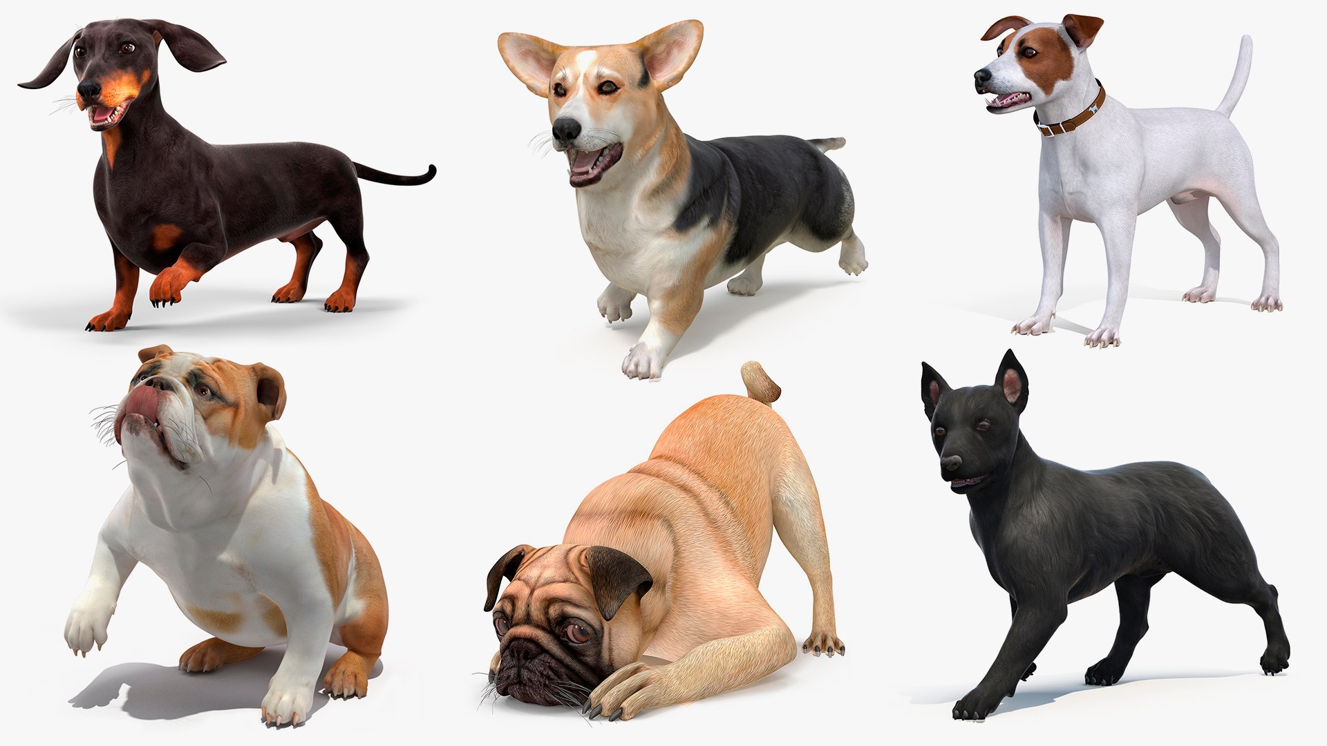 Rigged Small Dogs Collection 4 model https://p.turbosquid.com/ts-thumb/7g/6eojdA/QK/rigged_small_dogs_collection_4_001/jpg/1757511609/1920x1080/fit_q87/08a3110fdd0afa2fd1a22e56890bfa842216face/rigged_small_dogs_collection_4_001.jpg