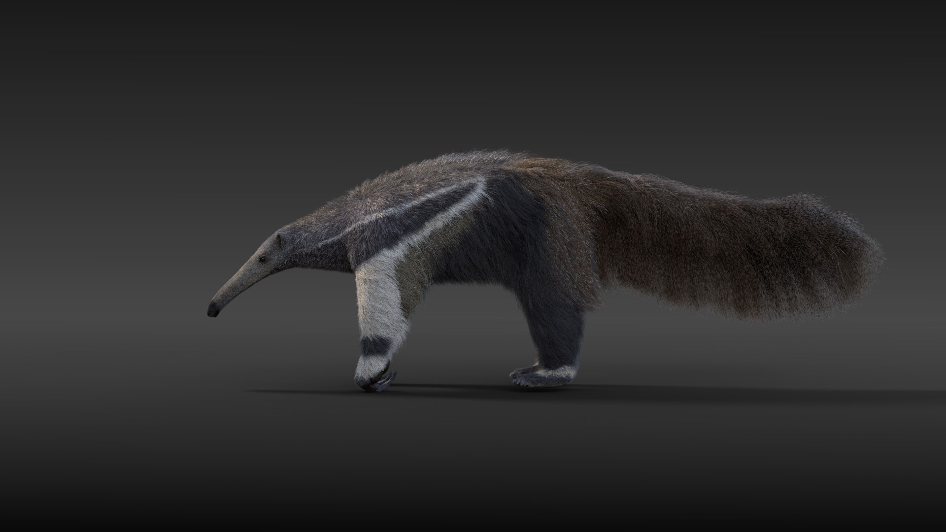 Anteater Animal Mammal 3d Model Turbosquid 1666822