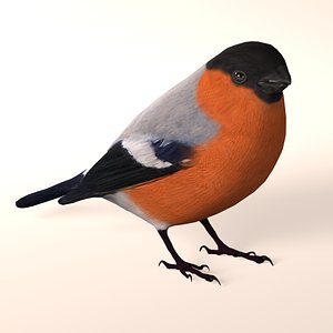 Bird Bullfinch 3D model