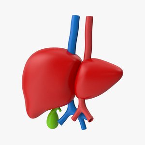 Liver Stylized 3D
