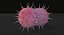 bacteria pack 3D model