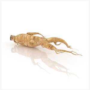 ginseng root 3D model