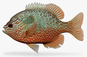 Lepomis megalotis Longear Sunfish