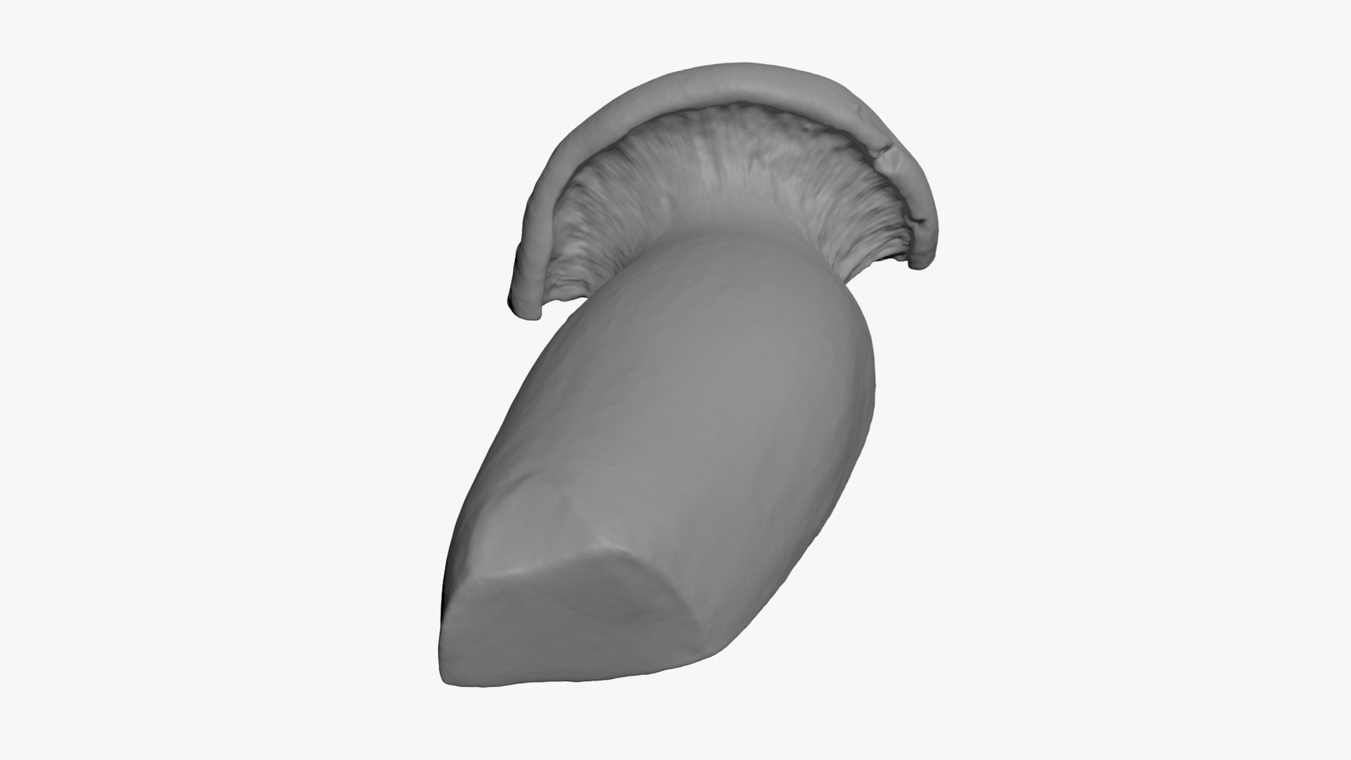 3D King Trumpet Half Scan model https://p.turbosquid.com/ts-thumb/7g/Po9816/x0/kgtrumpethalf02_b0020/jpg/1723000588/1920x1080/fit_q87/3d479bc555757e6679b0094d487a04d8b681d2c4/kgtrumpethalf02_b0020.jpg