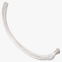 Bear Ursus Rib T4