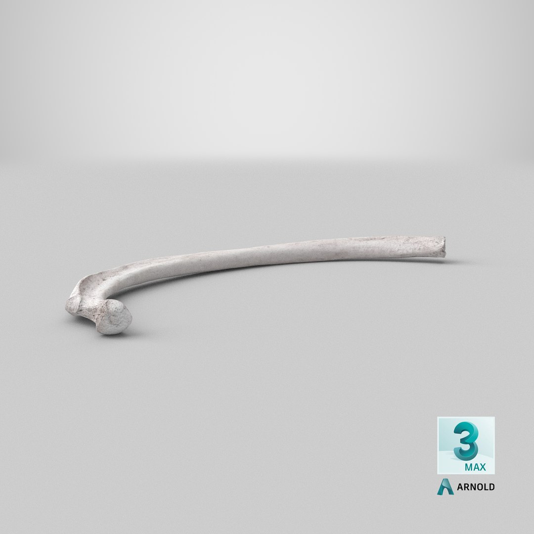 Bear Ursus Rib T4 Model - TurboSquid 2163647