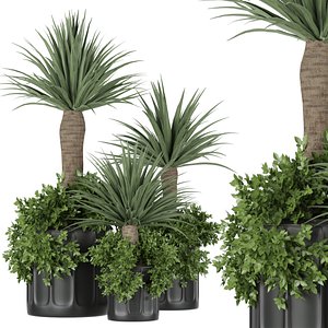 Collection plant vol 108 - dracena 3D model