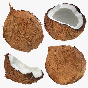 3D model Coconut - 3D Scanned Collection