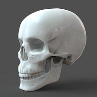 CAD compatible Human Skull model M3P1D1V1Skull