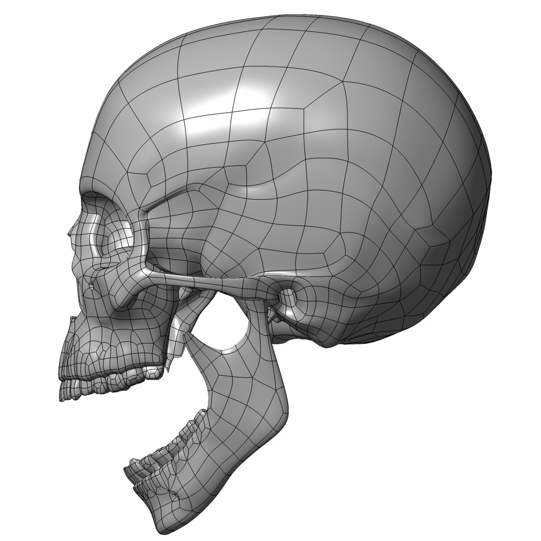 Human skull 3D model - TurboSquid 1402190
