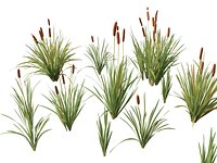 HighpolyLow Poly Typha orientalis - bulrush