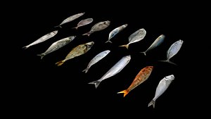 3D Fish Low Poly