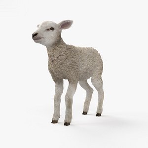 lamb sheep animal 3D