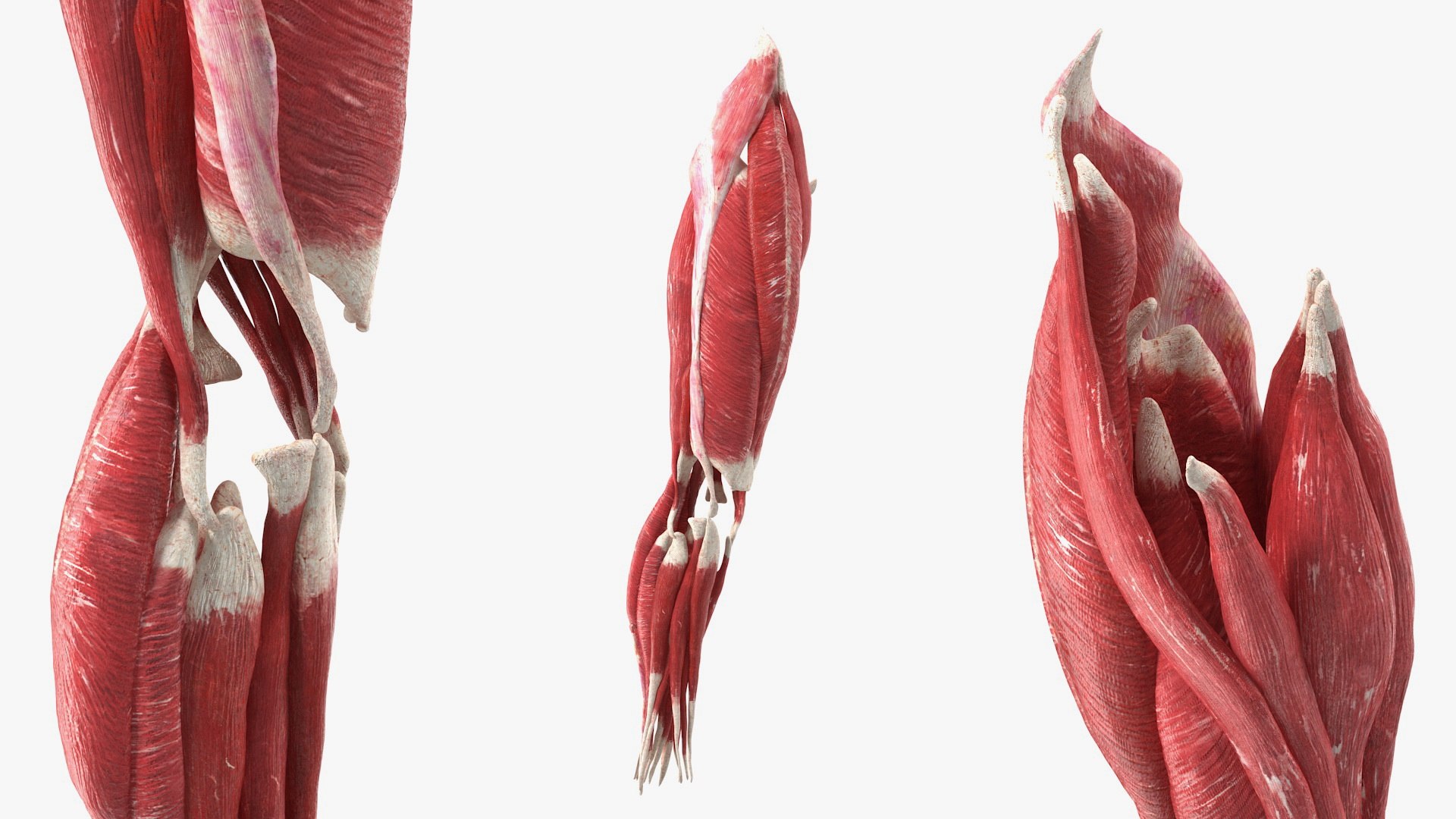 3D model human knee joint anatomy - TurboSquid 1585697