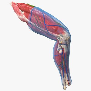 3D model human knee joint anatomy