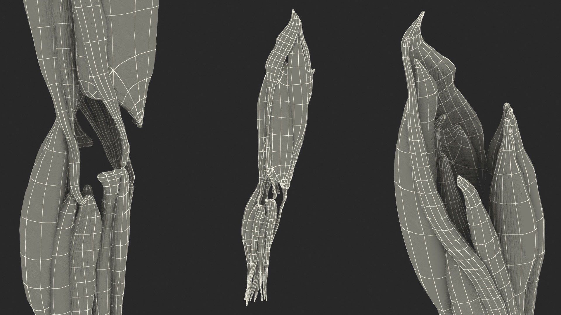 3D model human knee joint anatomy - TurboSquid 1585697