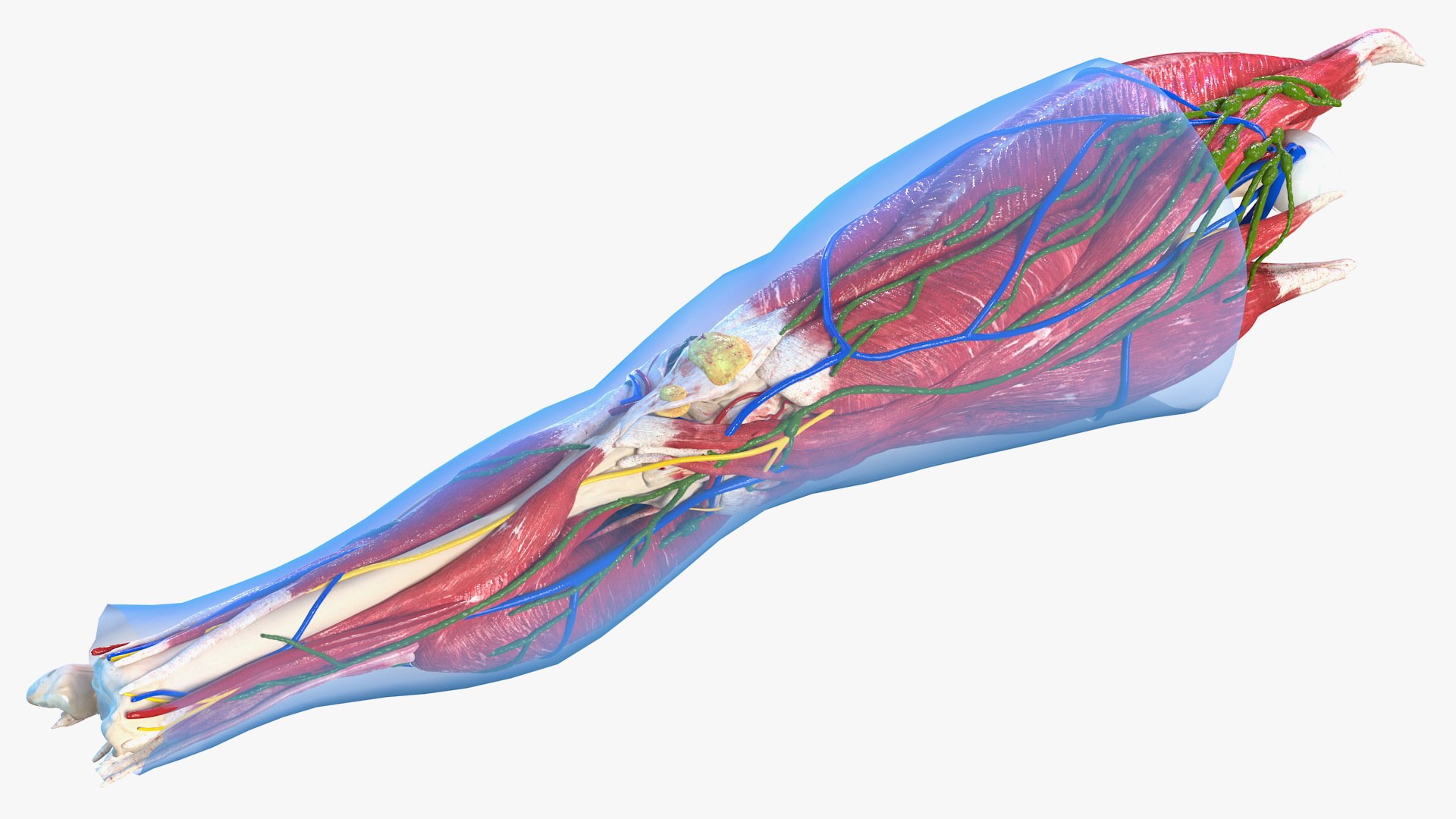 3D model human knee joint anatomy - TurboSquid 1585697