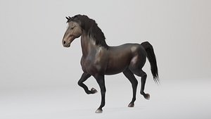 Rigged and Animated Black Stallion 3D model