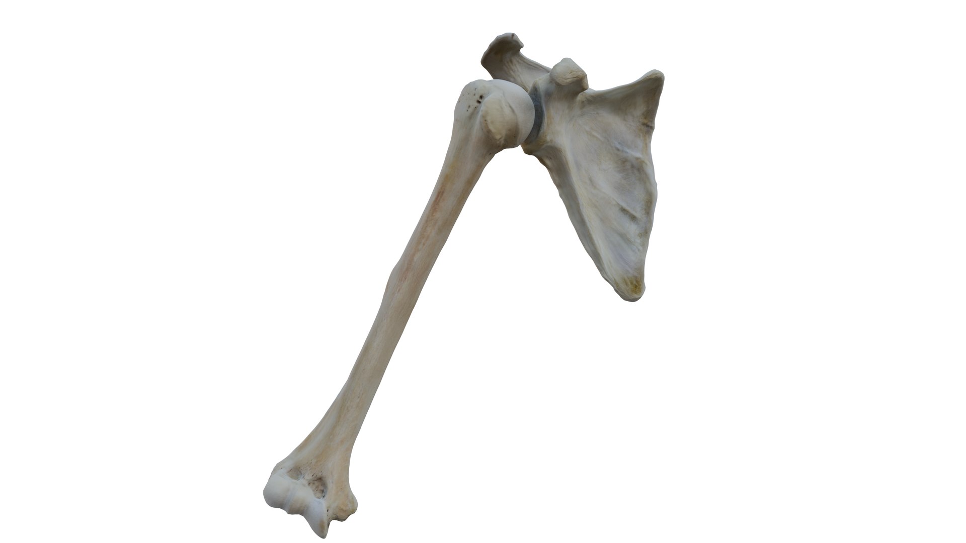 Upper Arm Bones 3D Model - TurboSquid 2181961