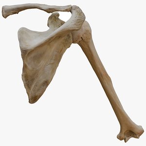 Upper arm bones
