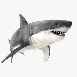 3D great white shark model