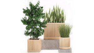 plants pots bamboo 3D model