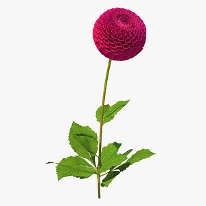Dahlia Franz Kafka Pompon