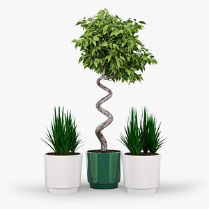 Ficus Set