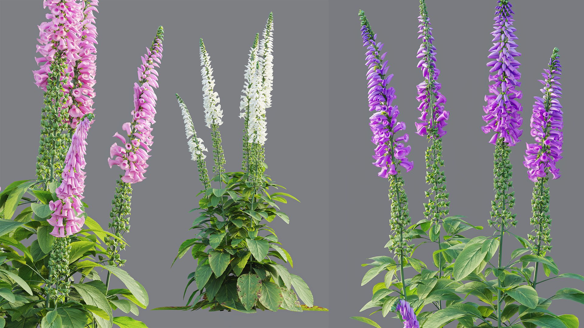 AVPlantCommonFoxgloveDigitalisPurpureaCandyMountain 3D model https://p.turbosquid.com/ts-thumb/7h/Wr2ZyU/5z/9/jpg/1792414109/1920x1080/fit_q87/c323ce266b621e1c84e2e138838bf61a36882b51/9.jpg