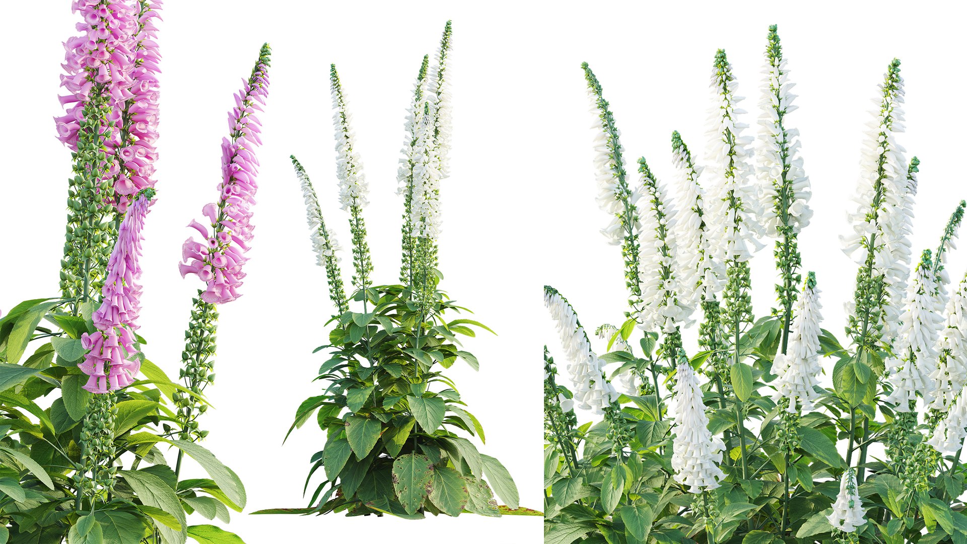 AVPlantCommonFoxgloveDigitalisPurpureaCandyMountain 3D model https://p.turbosquid.com/ts-thumb/7h/Wr2ZyU/6P/5/jpg/1792414111/1920x1080/fit_q87/ea56e71daedcaab5b58a25387fdb607c25bc2368/5.jpg