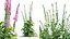 AVPlantCommonFoxgloveDigitalisPurpureaCandyMountain