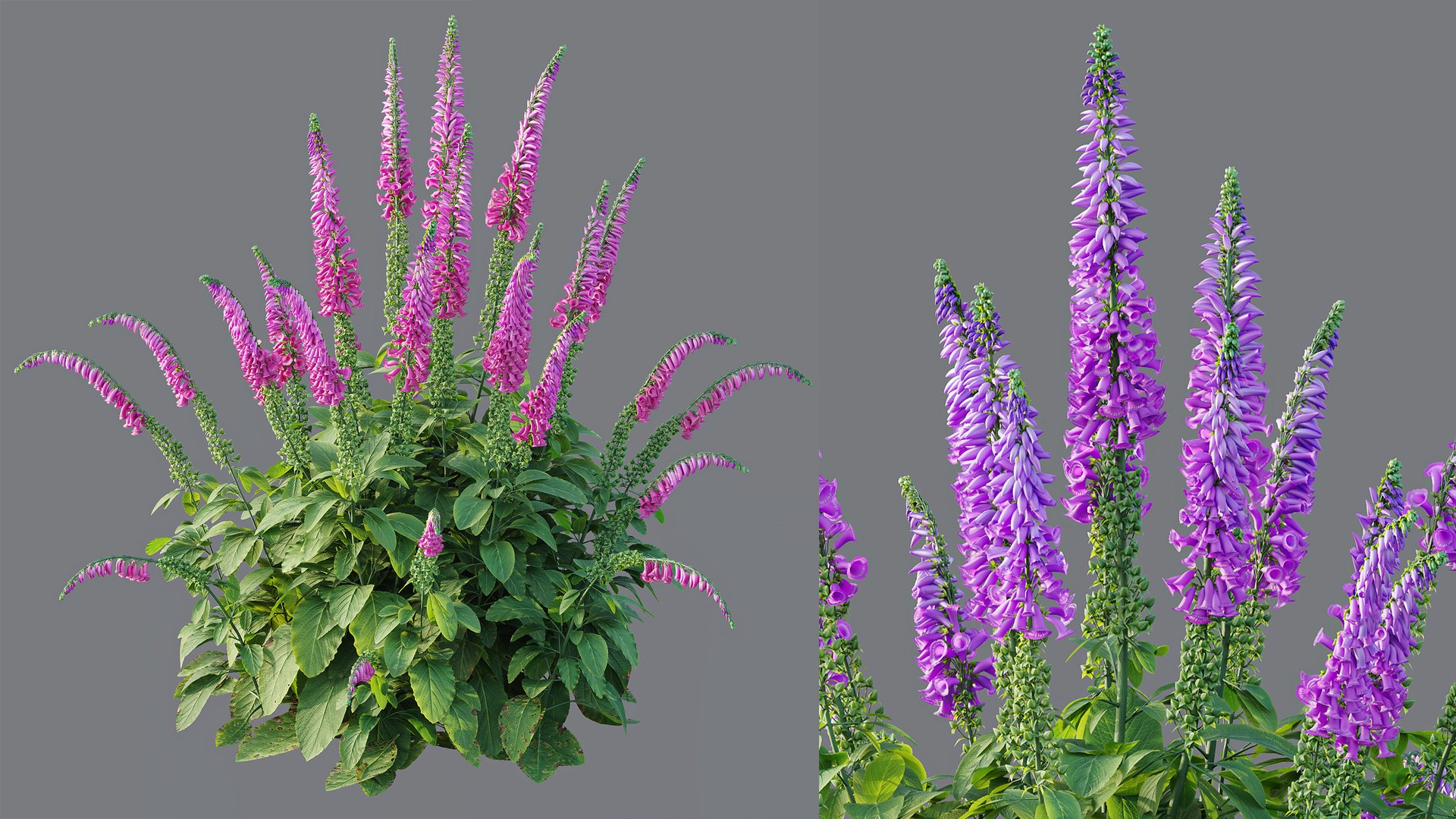 AVPlantCommonFoxgloveDigitalisPurpureaCandyMountain 3D model https://p.turbosquid.com/ts-thumb/7h/Wr2ZyU/MR/11/jpg/1792414110/1920x1080/fit_q87/b7eee13bac06706ea765e630165f857590b02427/11.jpg