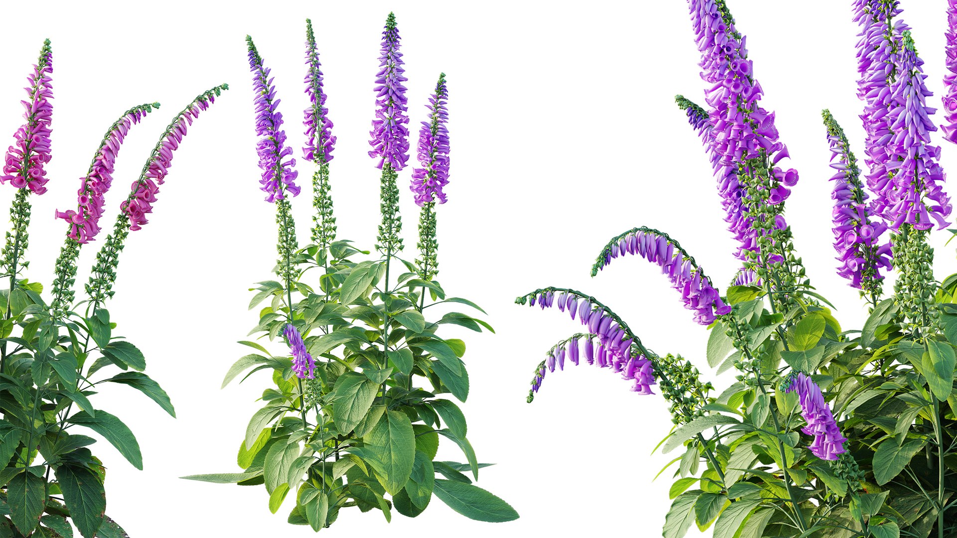 AVPlantCommonFoxgloveDigitalisPurpureaCandyMountain 3D model https://p.turbosquid.com/ts-thumb/7h/Wr2ZyU/Uo/4/jpg/1792414106/1920x1080/fit_q87/f772eb3ed6b0314907ca9ef78704e709e9b7f657/4.jpg