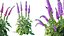 AVPlantCommonFoxgloveDigitalisPurpureaCandyMountain