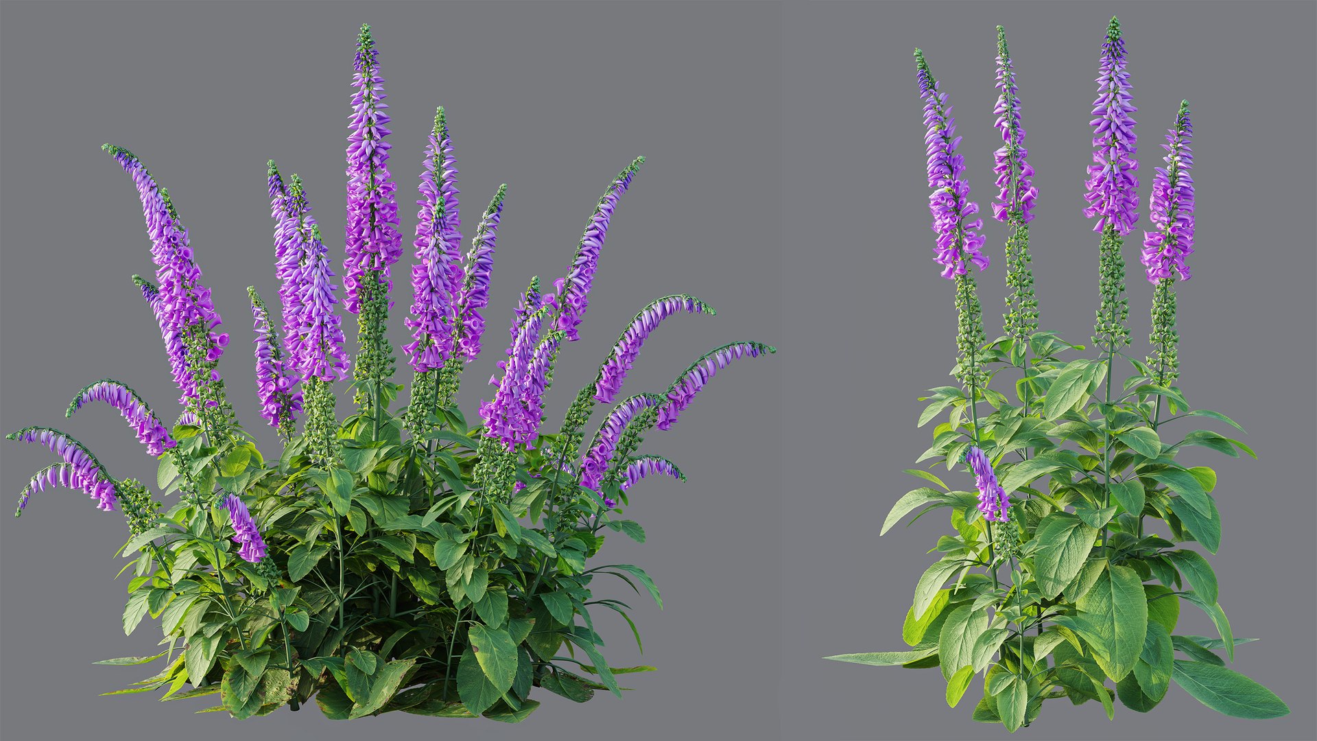 AVPlantCommonFoxgloveDigitalisPurpureaCandyMountain 3D model https://p.turbosquid.com/ts-thumb/7h/Wr2ZyU/YA/8/jpg/1792414109/1920x1080/fit_q87/fdcf5885a5a1809dd45db835e31bd55ddf3c3058/8.jpg