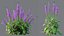 AVPlantCommonFoxgloveDigitalisPurpureaCandyMountain