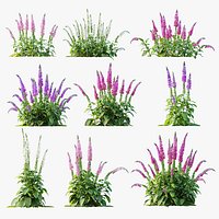 AVPlantCommonFoxgloveDigitalisPurpureaCandyMountain