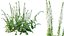 AVPlantCommonFoxgloveDigitalisPurpureaCandyMountain
