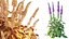 AVPlantCommonFoxgloveDigitalisPurpureaCandyMountain