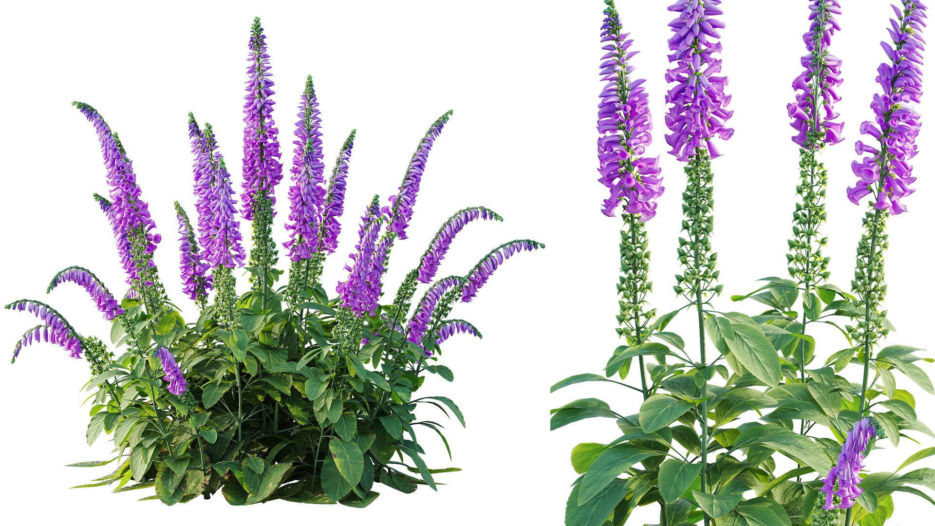 AVPlantCommonFoxgloveDigitalisPurpureaCandyMountain 3D model https://p.turbosquid.com/ts-thumb/7h/Wr2ZyU/uJ/6/jpg/1792414107/1920x1080/fit_q87/264317f974b6c0724b4c25b854d0b75f8f0b864a/6.jpg