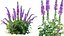 AVPlantCommonFoxgloveDigitalisPurpureaCandyMountain