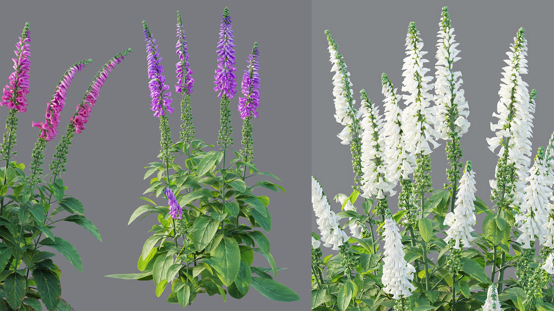 AVPlantCommonFoxgloveDigitalisPurpureaCandyMountain 3D model https://p.turbosquid.com/ts-thumb/7h/Wr2ZyU/ud/10/jpg/1792414110/1920x1080/fit_q87/d8340ea56c018fbff00e9995891f9f8941ba43b0/10.jpg