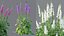 AVPlantCommonFoxgloveDigitalisPurpureaCandyMountain