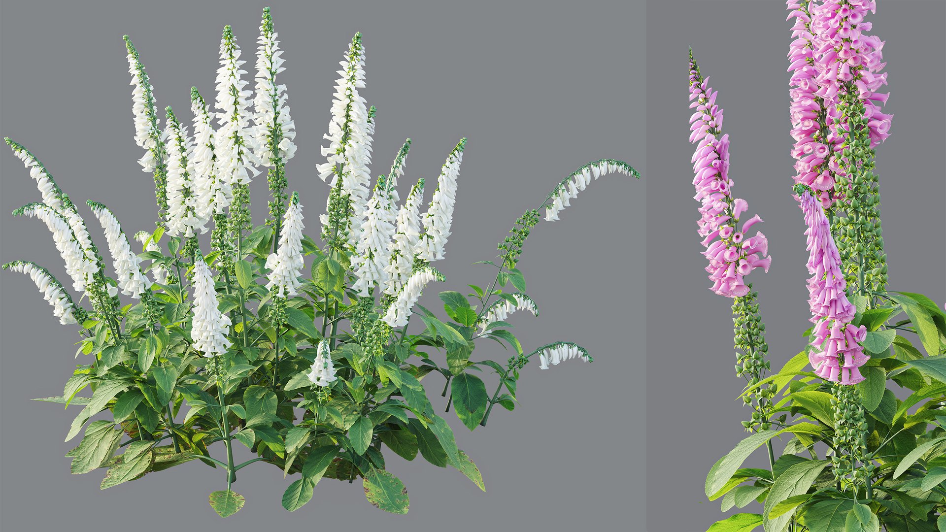 AVPlantCommonFoxgloveDigitalisPurpureaCandyMountain 3D model https://p.turbosquid.com/ts-thumb/7h/Wr2ZyU/up/7/jpg/1792414108/1920x1080/fit_q87/9486c2163b210a242d6350a54df171db975ca181/7.jpg